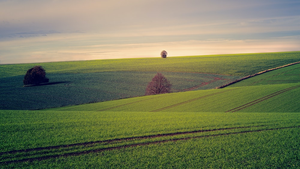 green fields